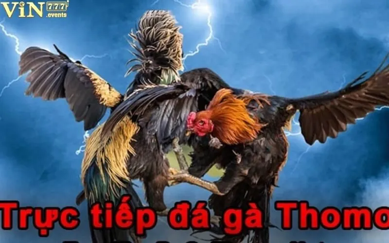 Đá Gà Thomo 88: Hướng Dẫn Chơi Đá Gà Chi Tiết Nhất 2 Đá gà thomo 88