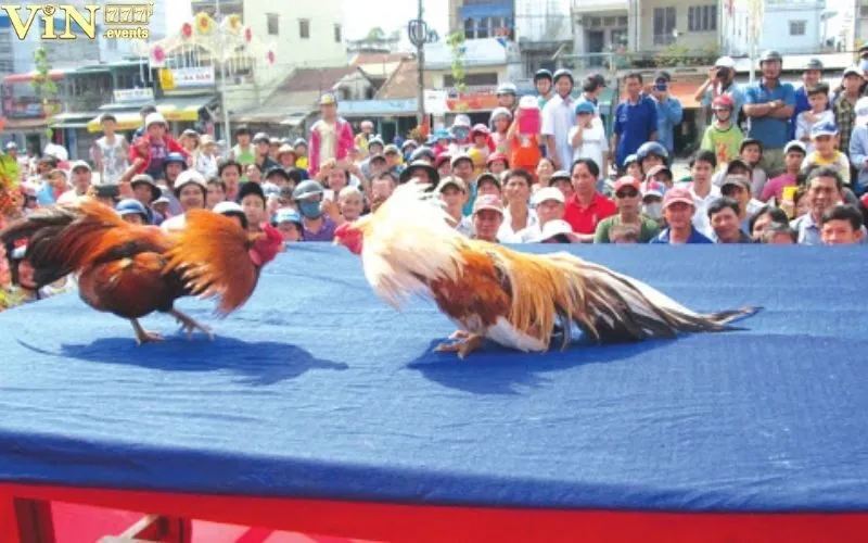 Đá Gà Tre: Luật Chơi, Kinh Nghiệm Chơi Đá Gà Tre Hiệu Quả 3 Đá gà tre