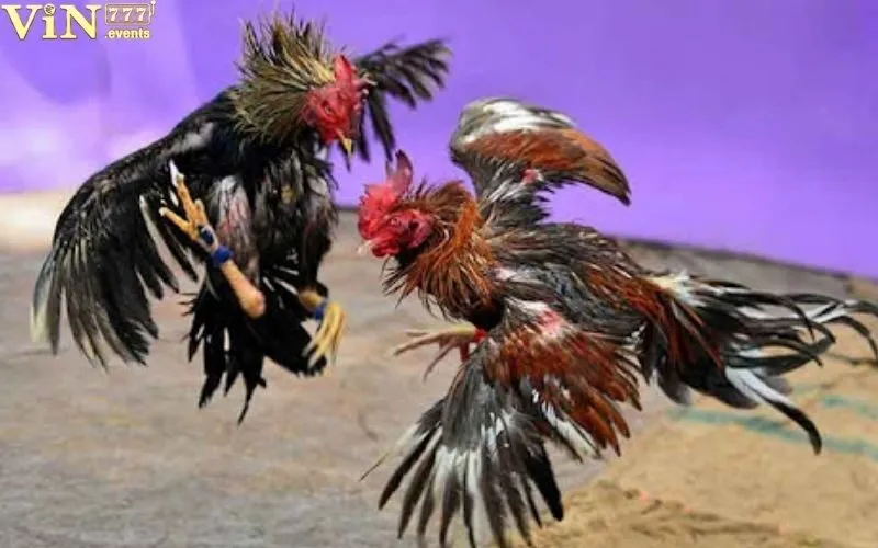 Đá Gà Trực Tiếp: Xem Đá Gà Trực Tuyến, Chất Lượng Cao 3 Đá gà trực tiếp